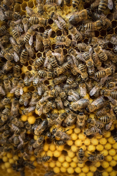 蜜蜂,蜡,蜂巢