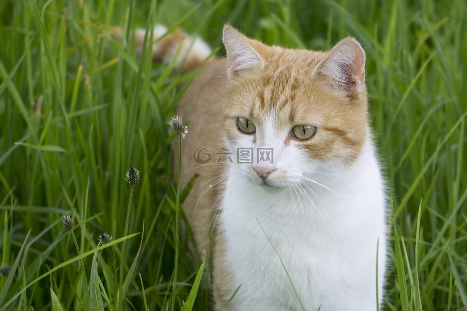 猫,在草丛中的猫,猫打击通过的草地上