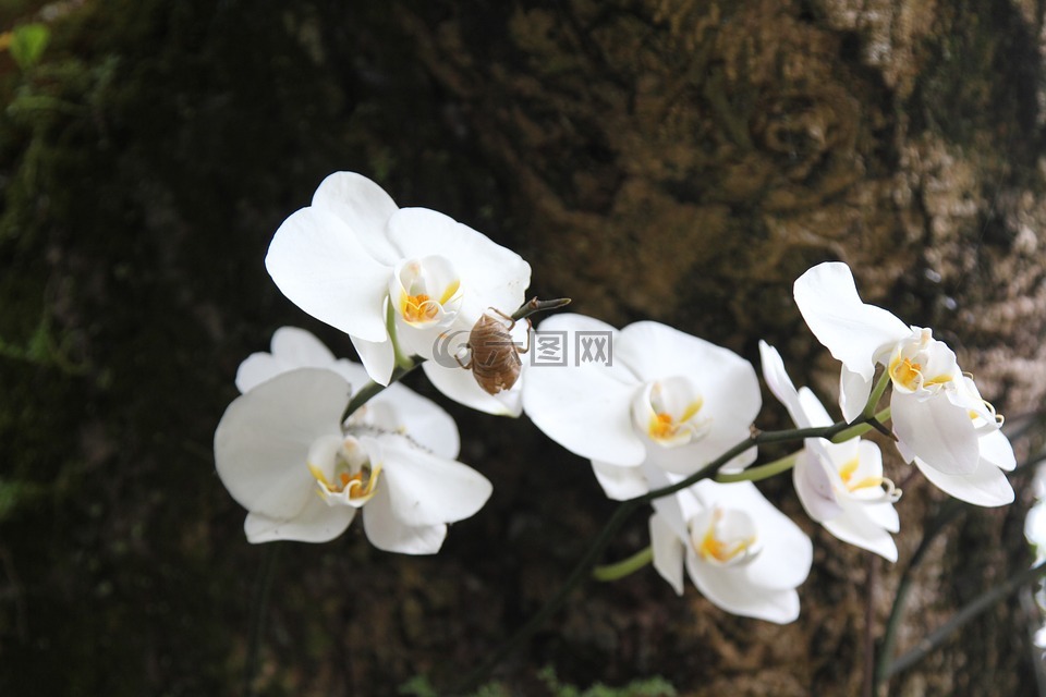 花,清淨,禪