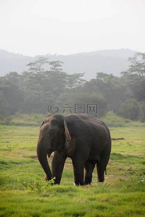 象,印度大象,斯里兰卡