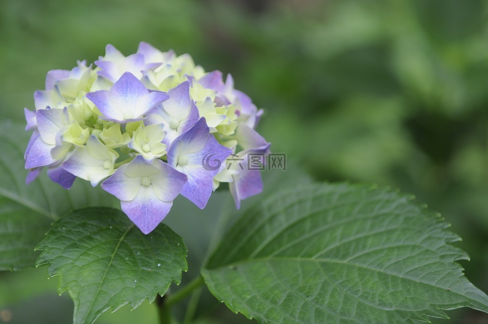 荚蒾,自然,植物