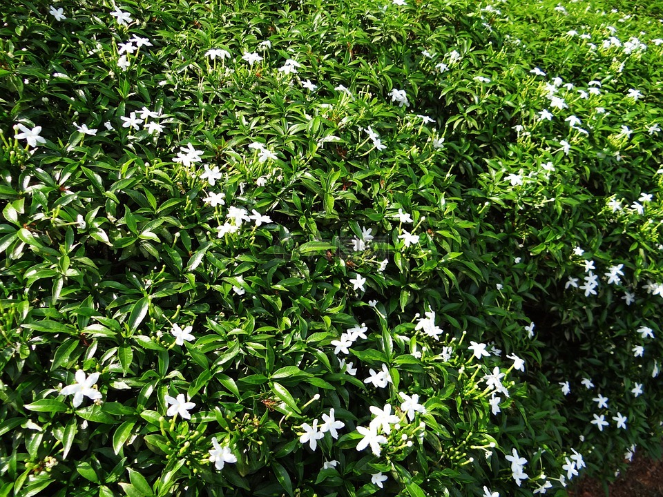 矮紫薇茉莉,矮人同盟茉莉花,月光