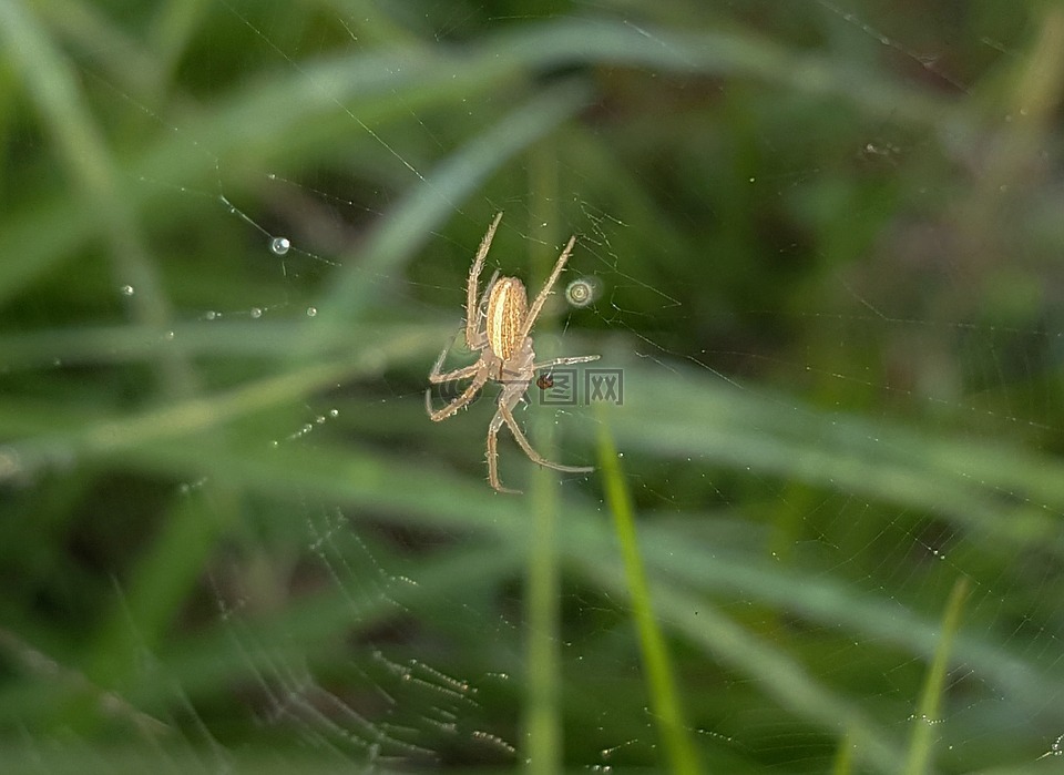 蜘蛛,现场orbweaver,web