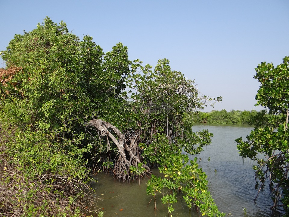 红树林,植被,河口