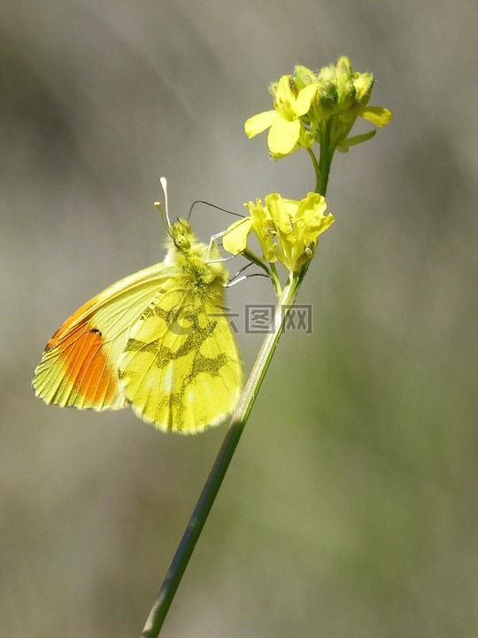 黄色的蝴蝶,奥罗拉黄色,野生花卉