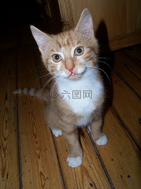 小猫小狗,宿醉,猫