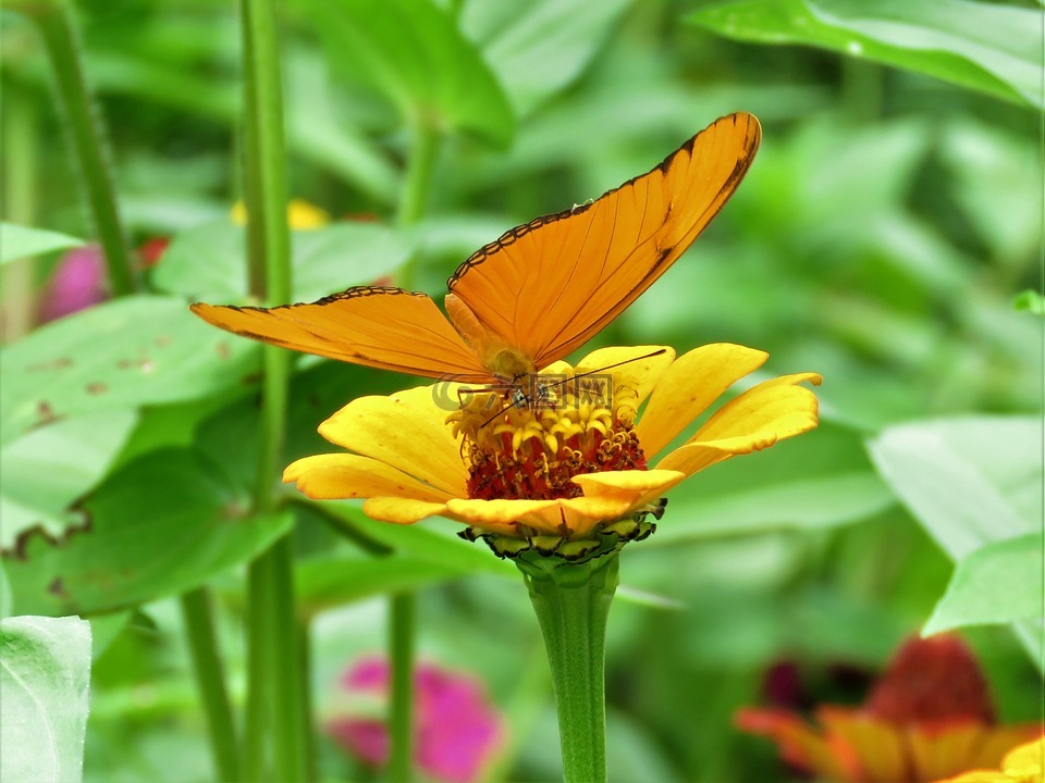 橙花,桔黄色的蝴蝶,花卉园