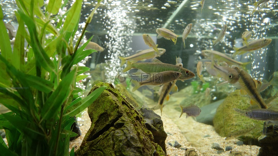 鱼缸,鱼,水族馆