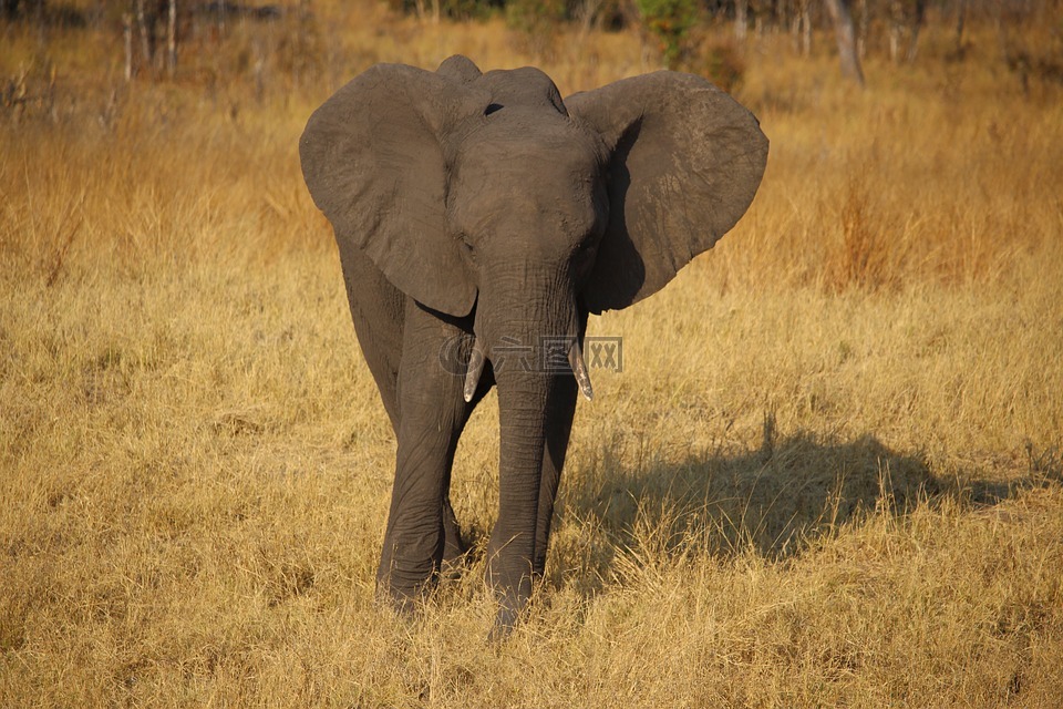 年轻的大象,津巴布韦,非洲