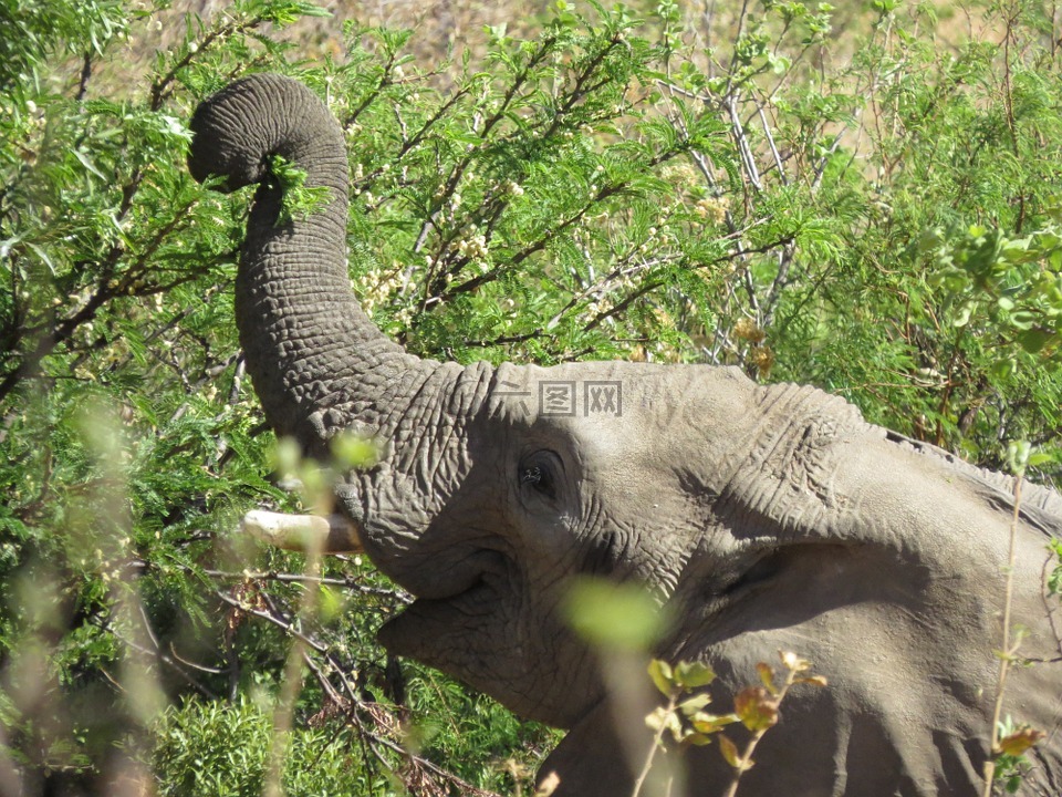 非洲,稀树草原的大象,储备金