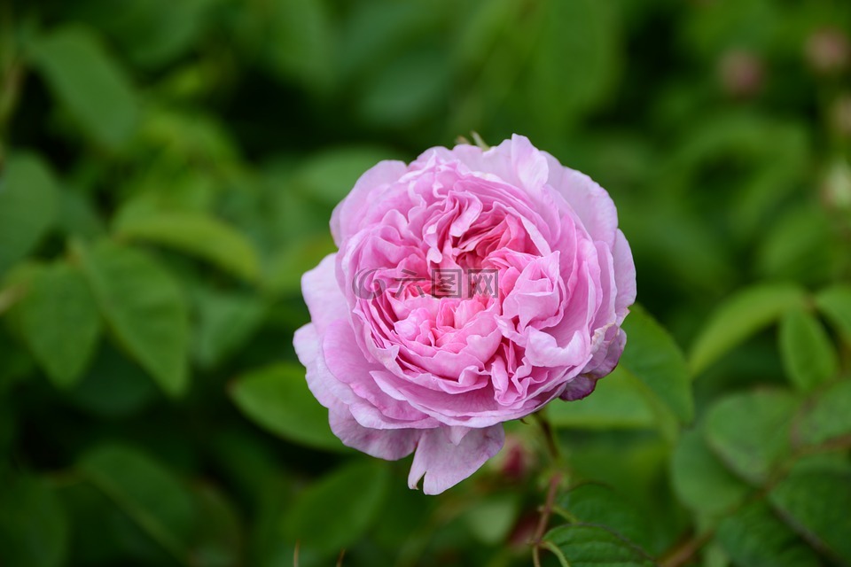 花,粉色,百叶蔷薇