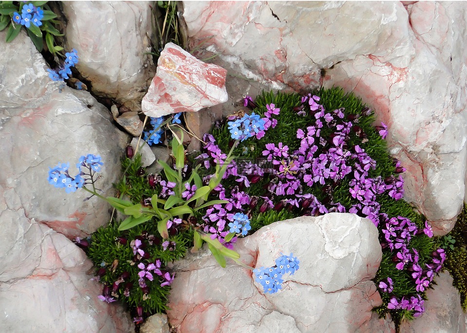 山,鲜花,山花儿