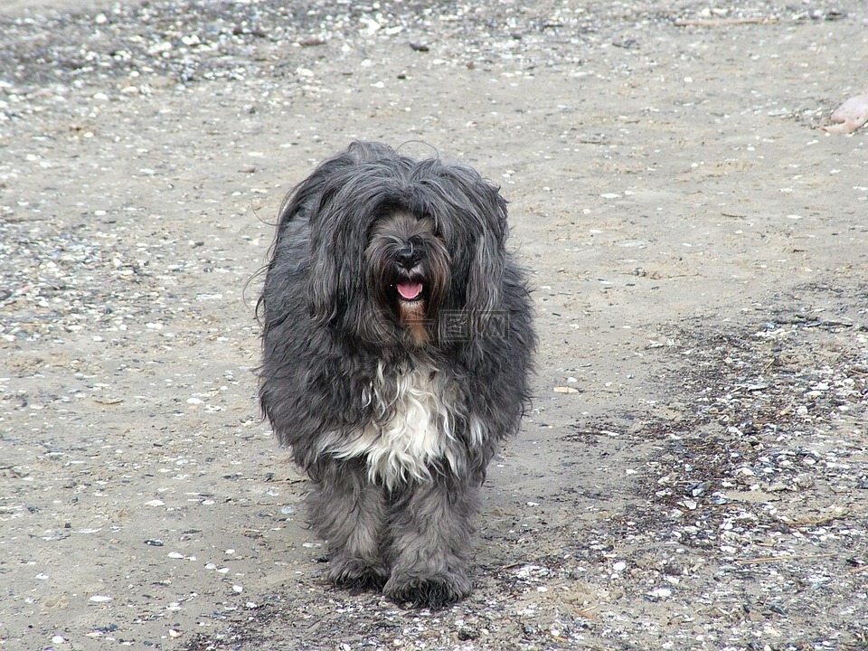 狗,西藏小猎犬,波罗的海海海滩