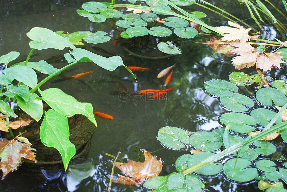 池塘,红色的鱼,植物园