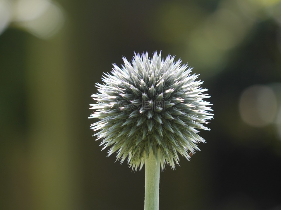 花,圆,花的