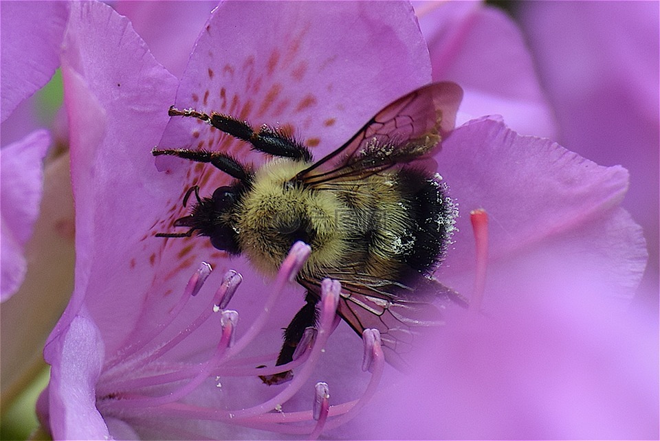 熊蜂花昆蟲