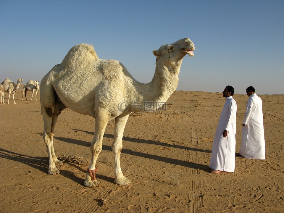 沙特阿拉伯,沙漠,骆驼