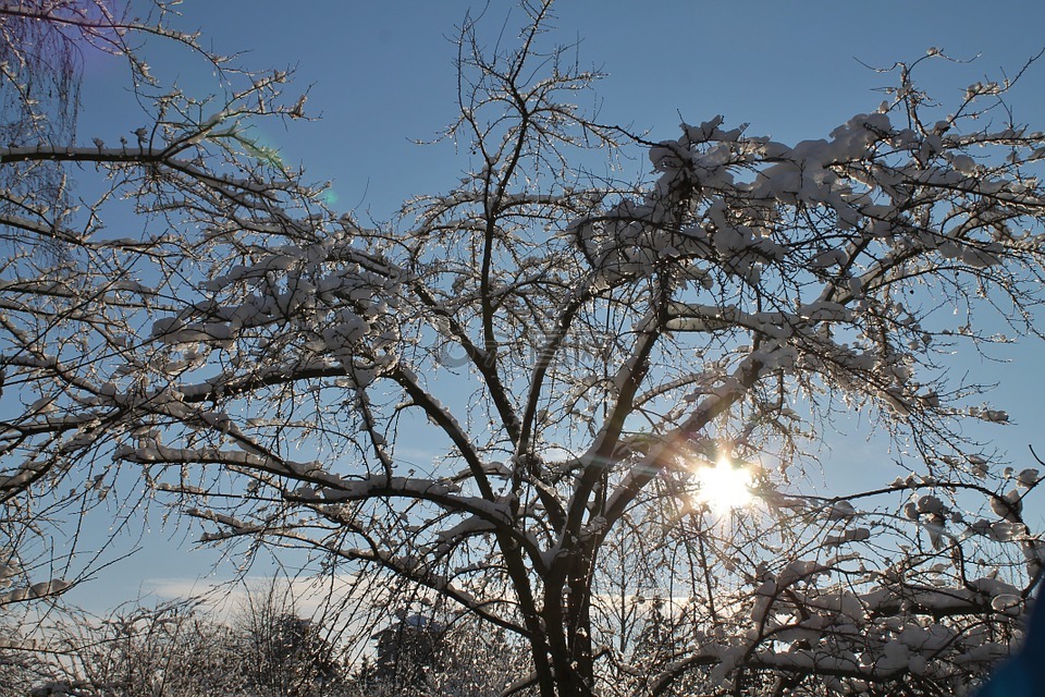冬天,雪,在冬天的树