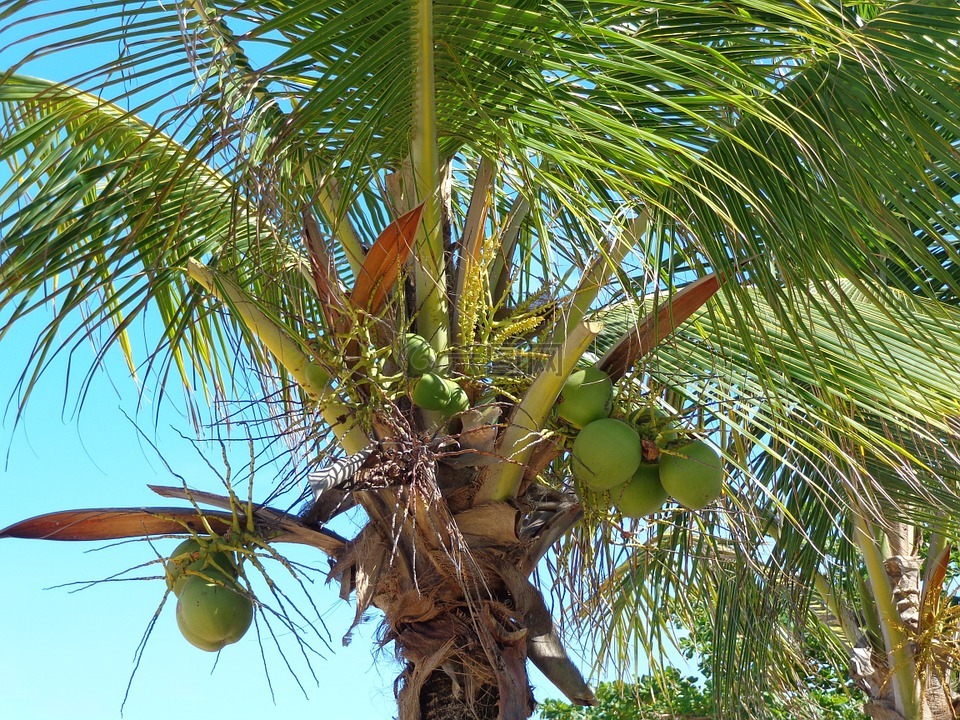 椰子树,李玟,绿色