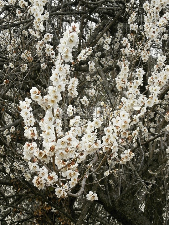 梅花,白色的花,春天