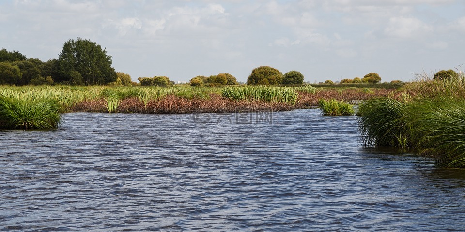 沼泽,的brière,大西洋卢瓦尔省