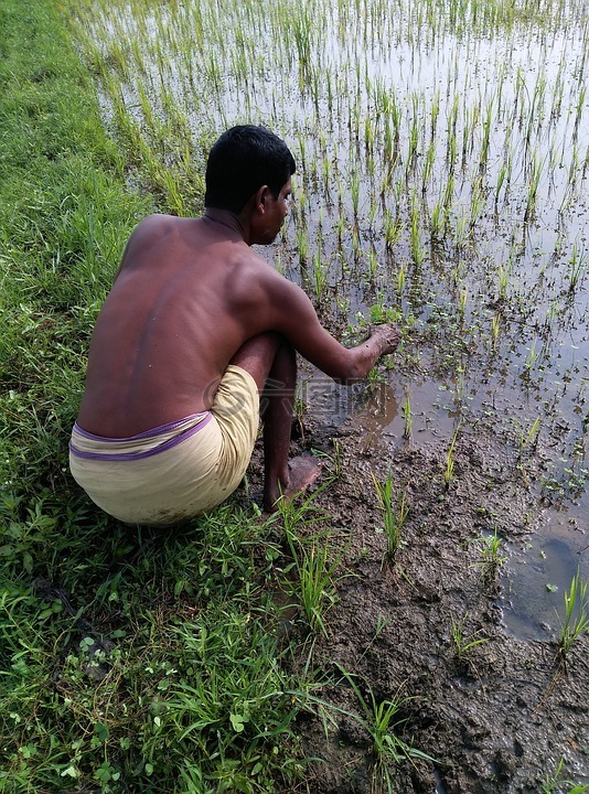 农民,稻米播种,季风水稻