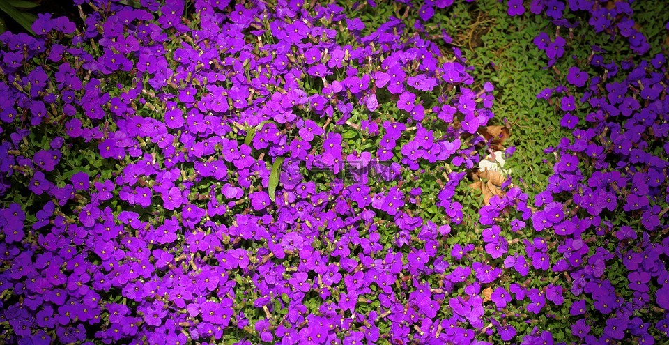 鲜花,紫,花园