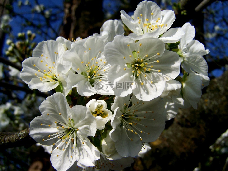 樱花树,白花,春天