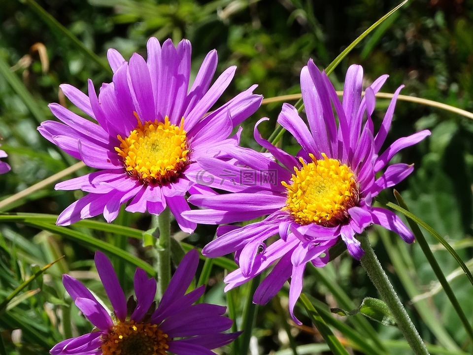 高山翠菊,紫色的花,牧场