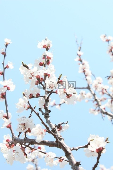 樱花,四月,旅顺