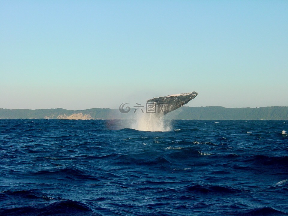 沃尔玛,座头鲸,海洋