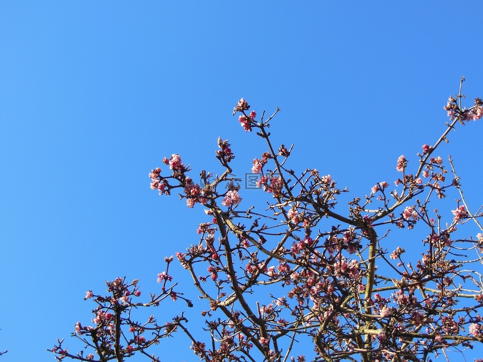 皇帝灌木,virburnum 孔扇贝,冬季开花