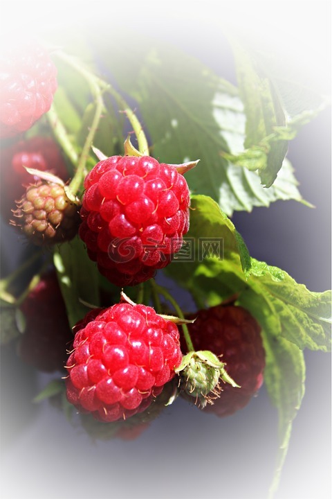 山莓,花园,软水果