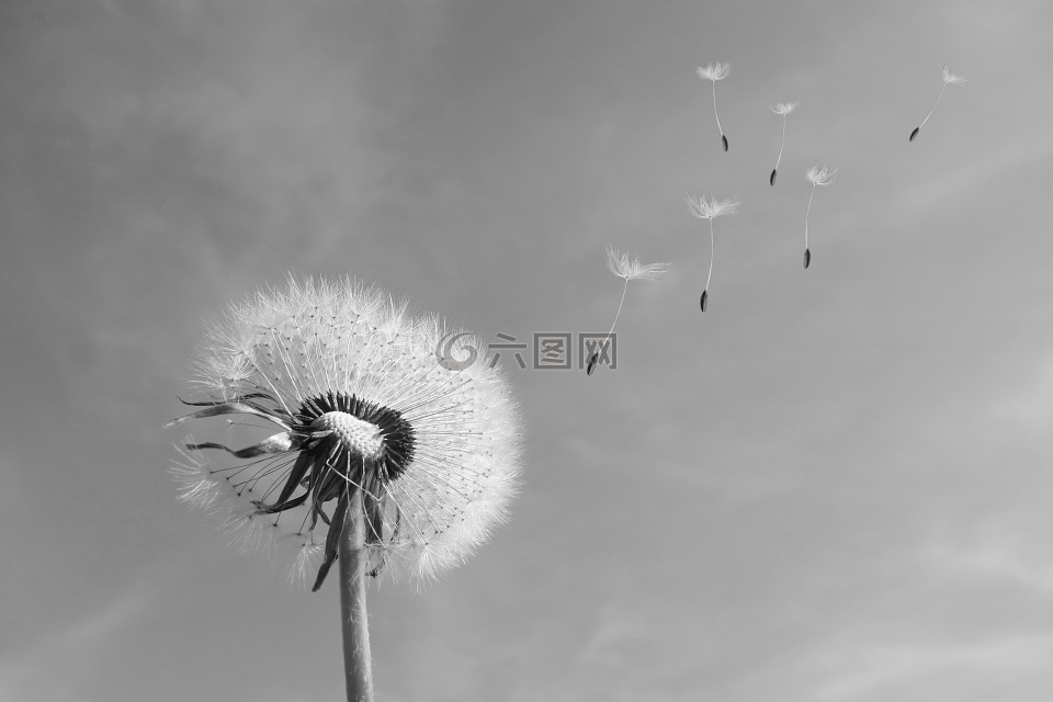 蒲公英,风,吹