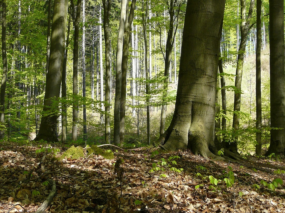 森林,树,森林里的春天