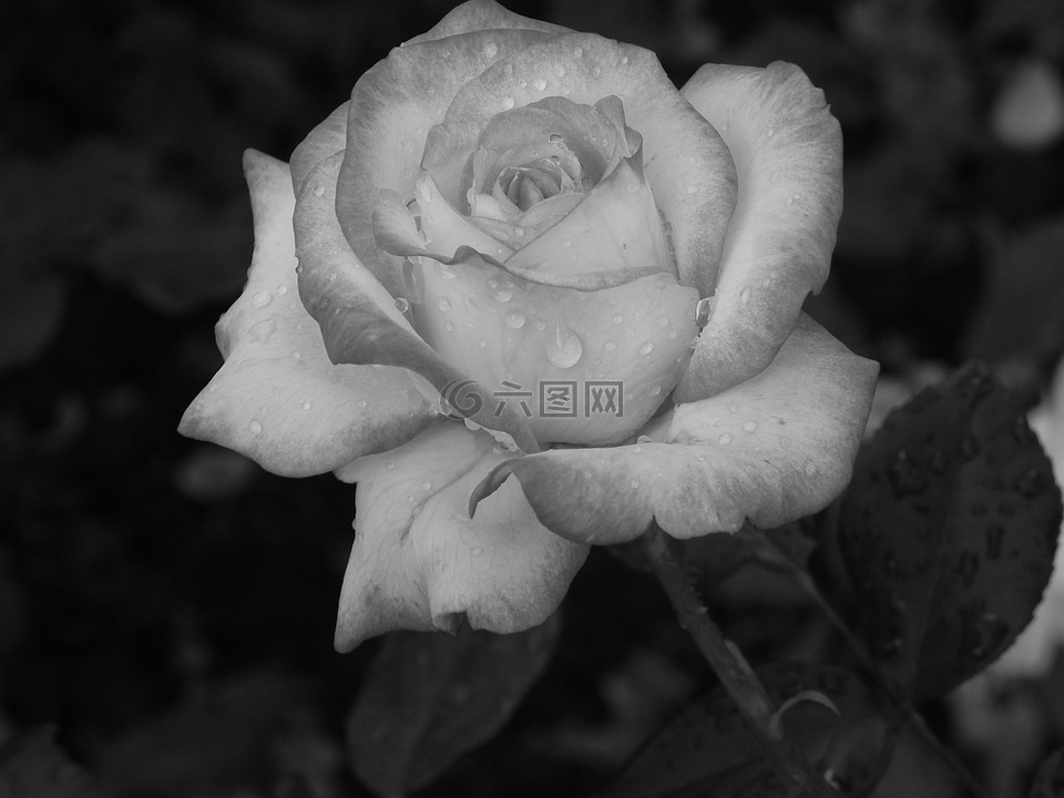 玫瑰,厂,黑与白