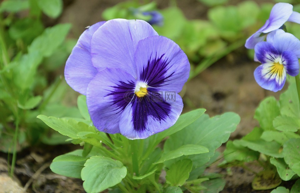 鲜花,想到蓝紫色的,花园