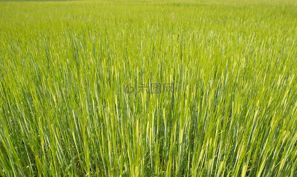 新鲜,小麦,绿色