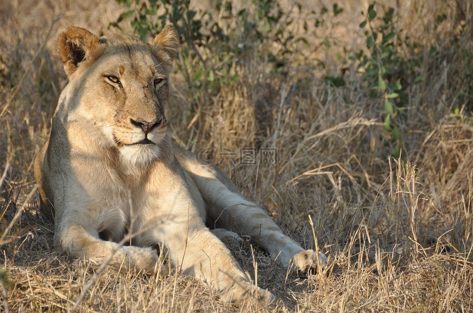 母狮,非洲,野生