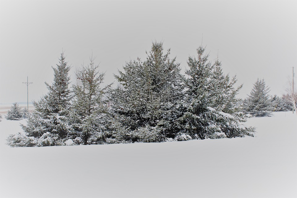 松树,积雪覆盖的树木,冰雪覆盖的松树