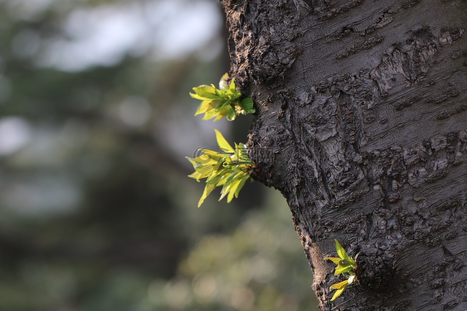 春天的小树芽图片图片