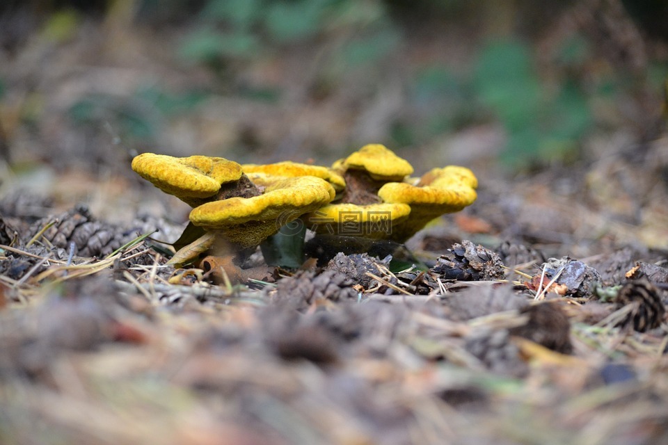 野生蘑菇,黄色,自然