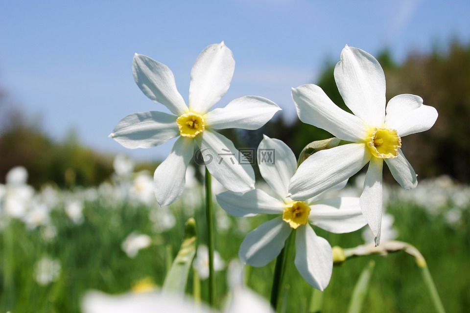 春天,草地,白色的花朵