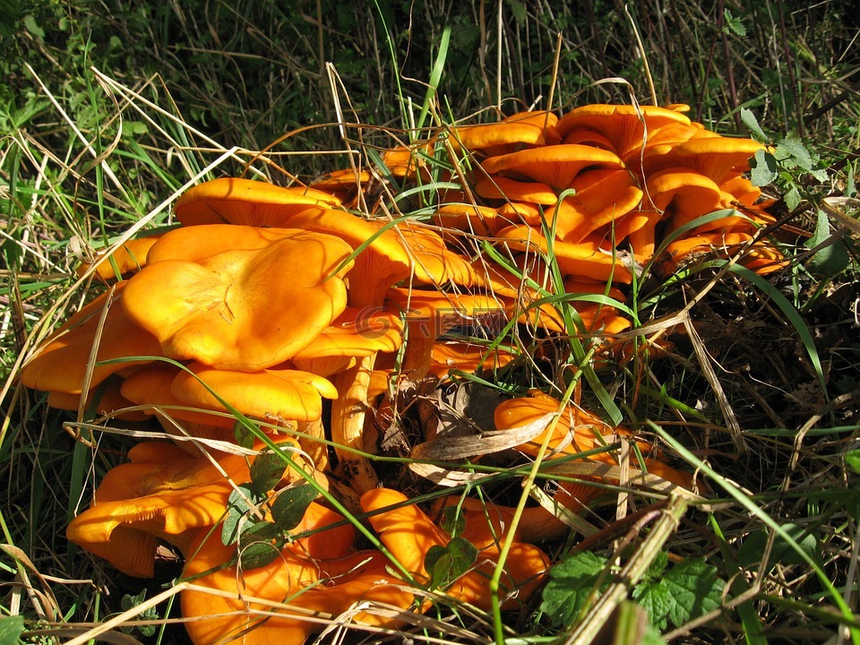 夜光油皮,omphalotus illudens,蘑菇