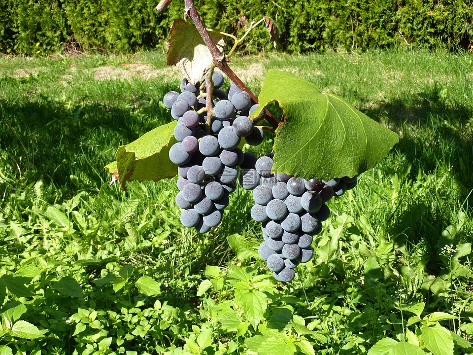葡萄,水果,葡萄种植
