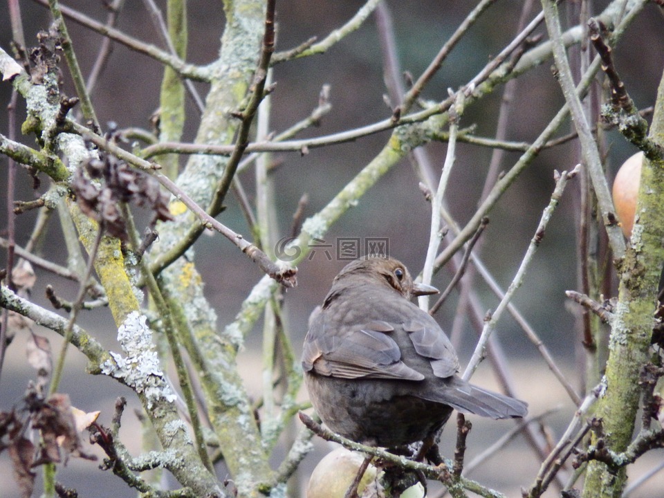 节气门,鸟,条例草案