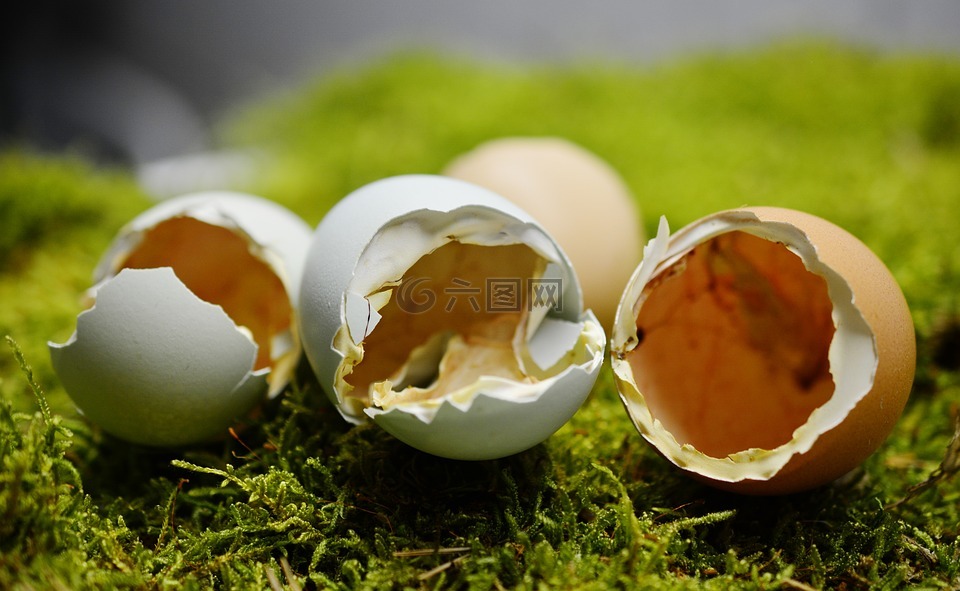 蛋壳,孵化,分手