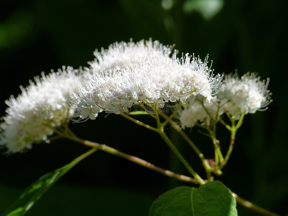 野生植物,開花,自然