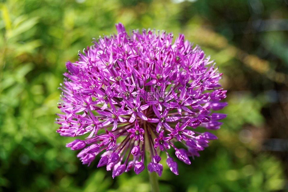 alium,韭菜,紫