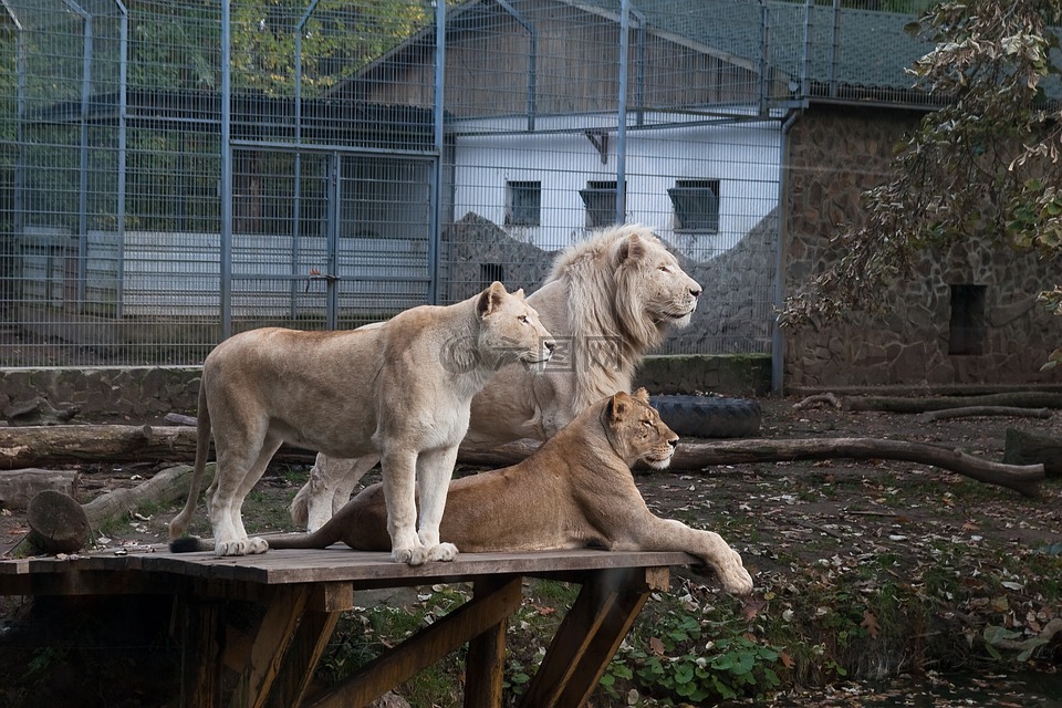 狮子,动物园,尼赖吉哈佐